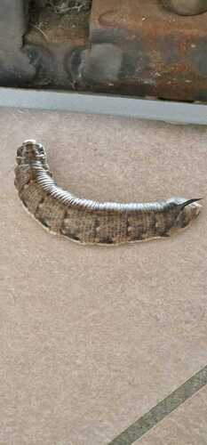 Convolvulus Hawkmoth