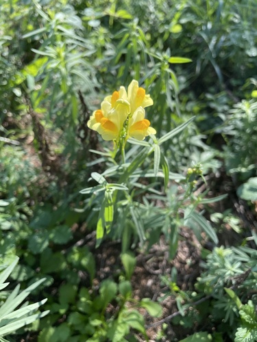 common toadflax