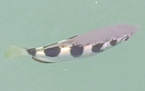Banded Archerfish