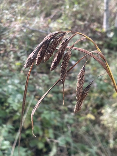 Carex mertensii, 2026-10-01