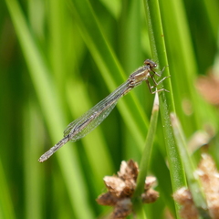 Ischnura denticollis