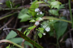Thalictrum clavatum