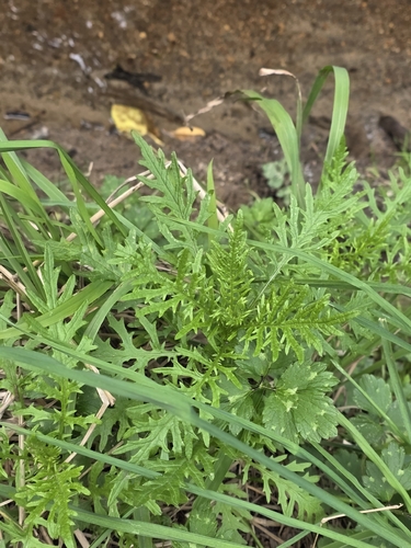 Senecio bipinnatisectus observed 2026-10-02