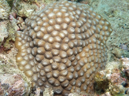 Diploastrea observed 2026-10-01