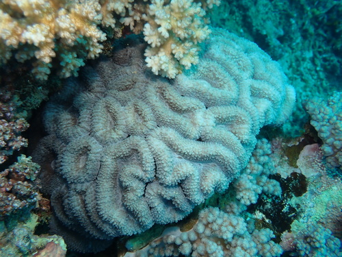 Lobophyllia robusta observed 2026-10-01
