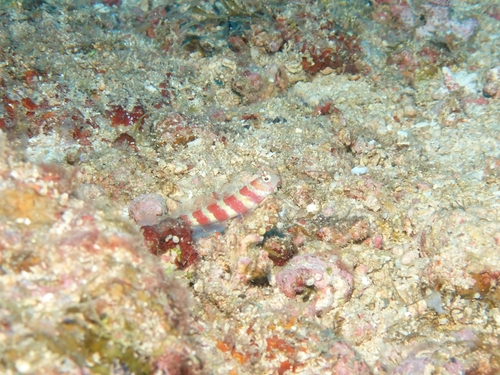 Amblyeleotris wheeleri observed 2026-10-01