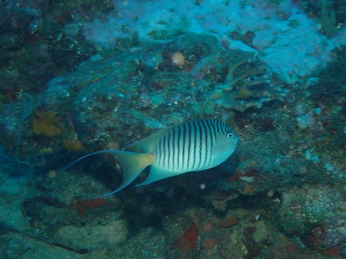 Genicanthus melanospilos observed 2026-10-01