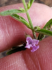Hedeoma drummondii