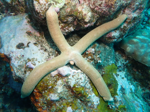 Linckia guildingi observed 2026-10-01