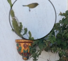 Vireo bellii