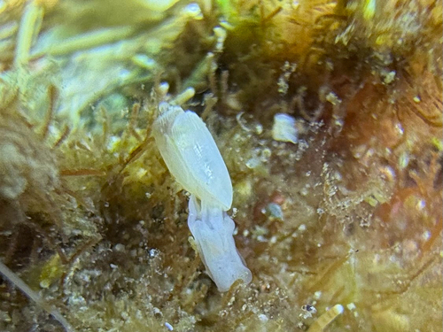 Acteocina observed 2026-10-01