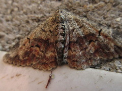Paragona multisignata