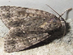Acronicta rumicis