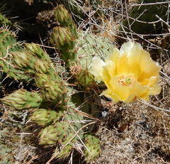Opuntia cymochila