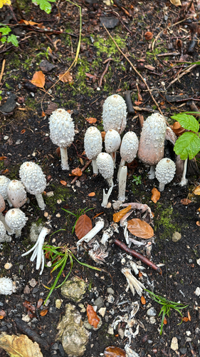 Shaggy Mane