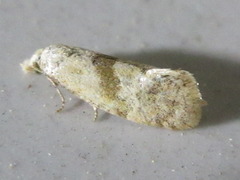 Cochylidia heydeniana
