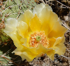 Opuntia cymochila