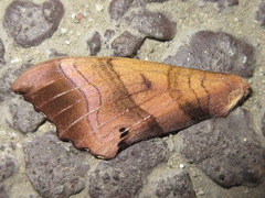 Marumba gaschkewitschii