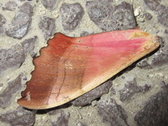 Marumba gaschkewitschii
