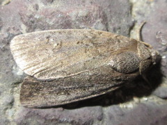 Athetis gluteosa