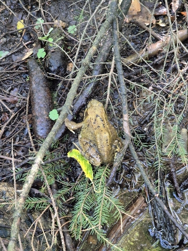 European Common Frog