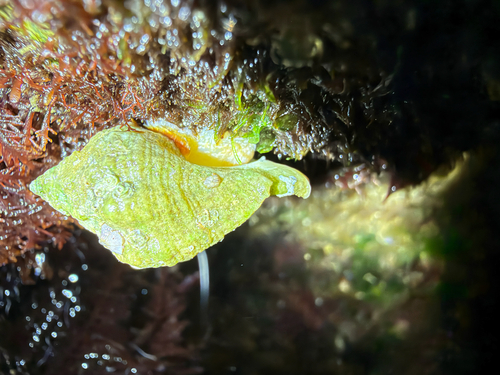 Ceratostoma nuttalli observed 2026-10-01
