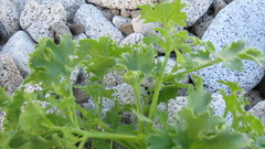 Amauria rotundifolia