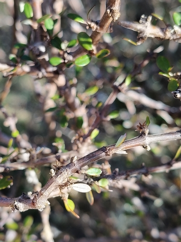 Olearia virgata observed 2026-10-01