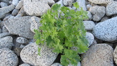 Amauria rotundifolia