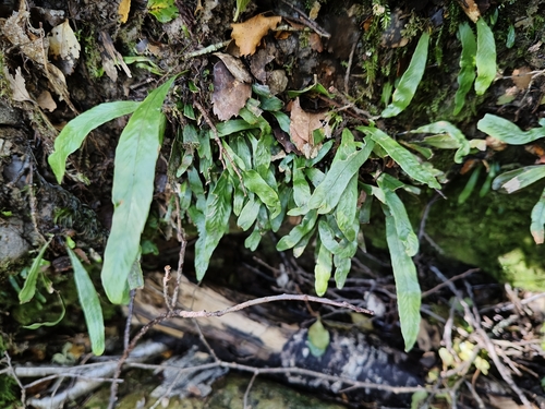 Notogrammitis billardierei observed 2026-10-01