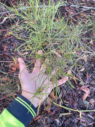 Acacia longissima, 2026-09-24