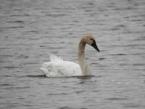 Tundra Swan