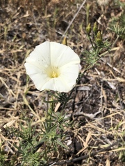 Calystegia stebbinsii