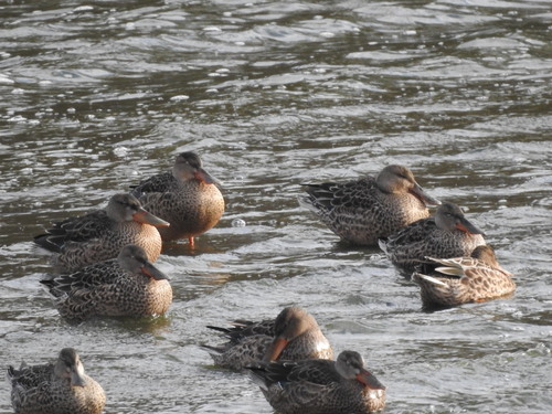 Northern Shoveler
