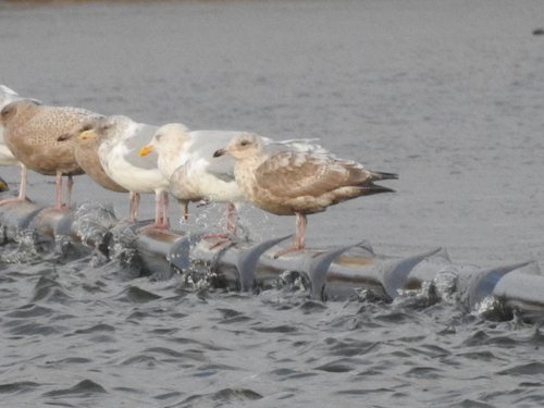 Slaty-backed Gull