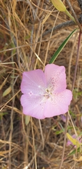 Clarkia bottae