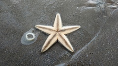 Astropecten marginatus