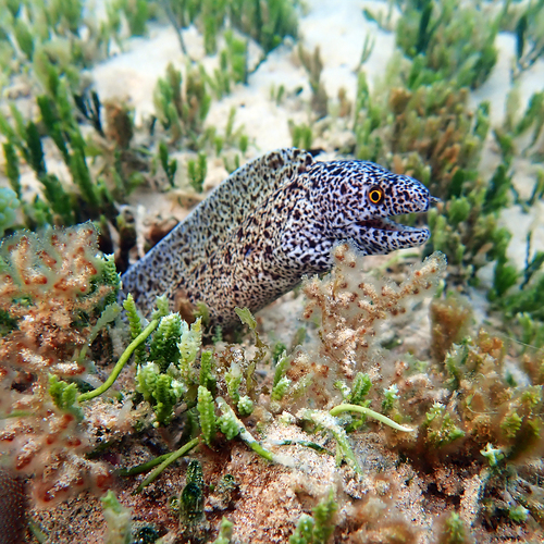 Gymnothorax annasona observed 2026-09-16