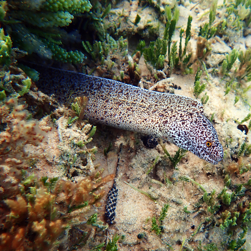 Gymnothorax annasona observed 2026-09-16