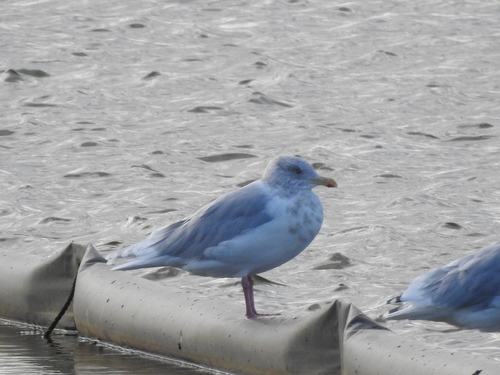 Seward Gull