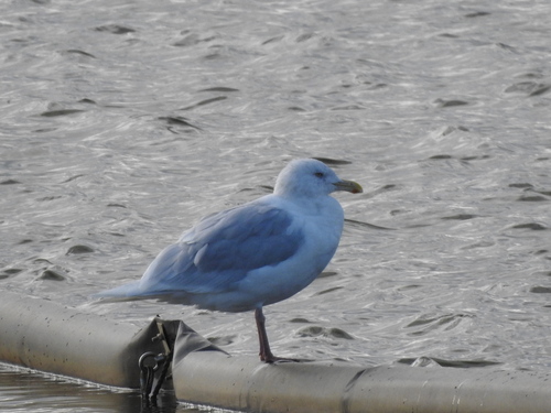 Glaucous Gull