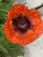 Papaver × pseudo-orientale