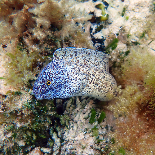 Gymnothorax annasona observed 2026-09-16