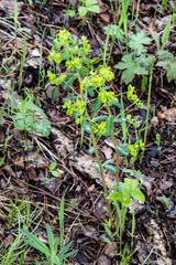 Euphorbia jenisseiensis