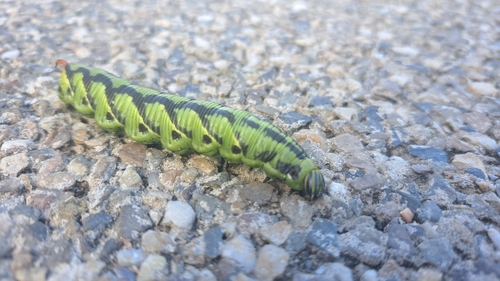 Convolvulus Hawkmoth