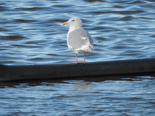Glaucous-winged Gull
