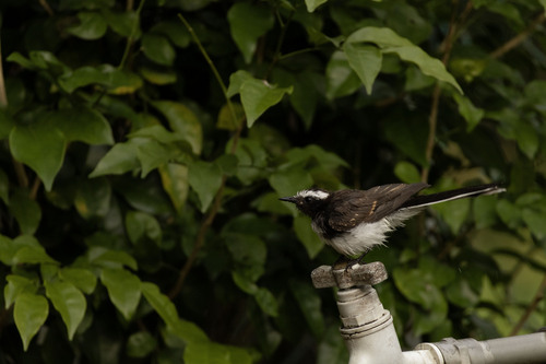 White-browed Fantail