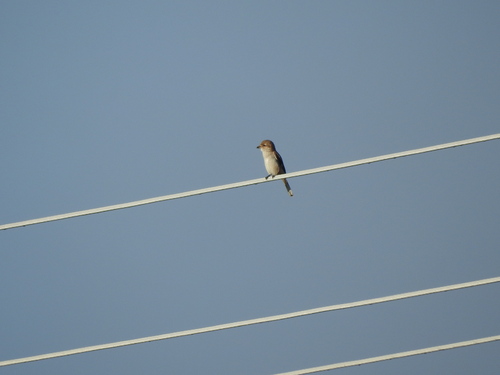 Northern Shrike