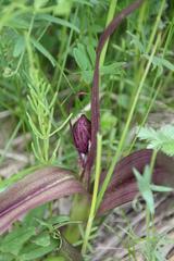 Dactylorhiza incarnata cruenta