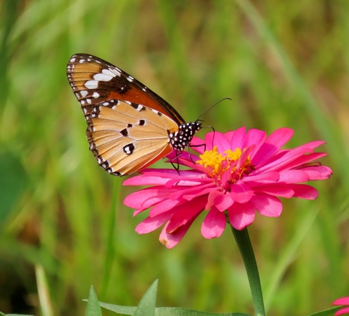 Plain Tiger Butterfly